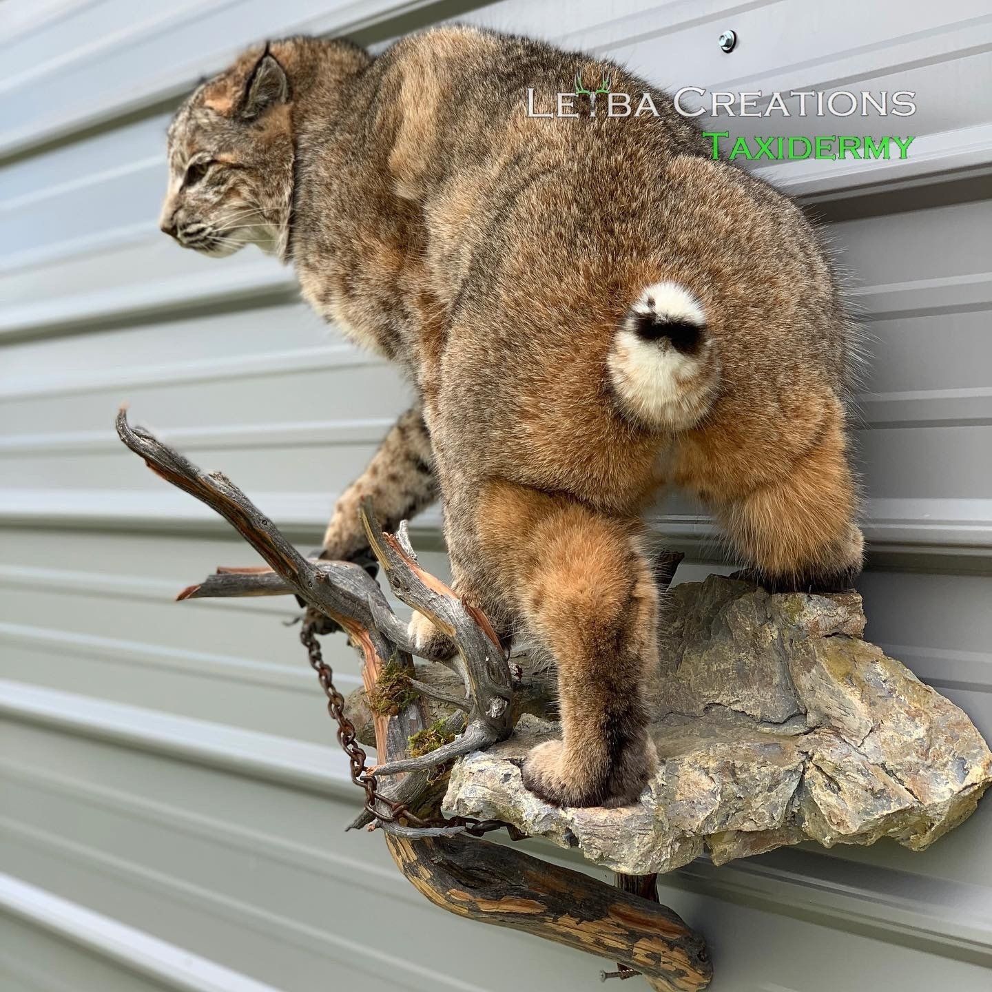 A bobcat is mounted on a rock against a wall.