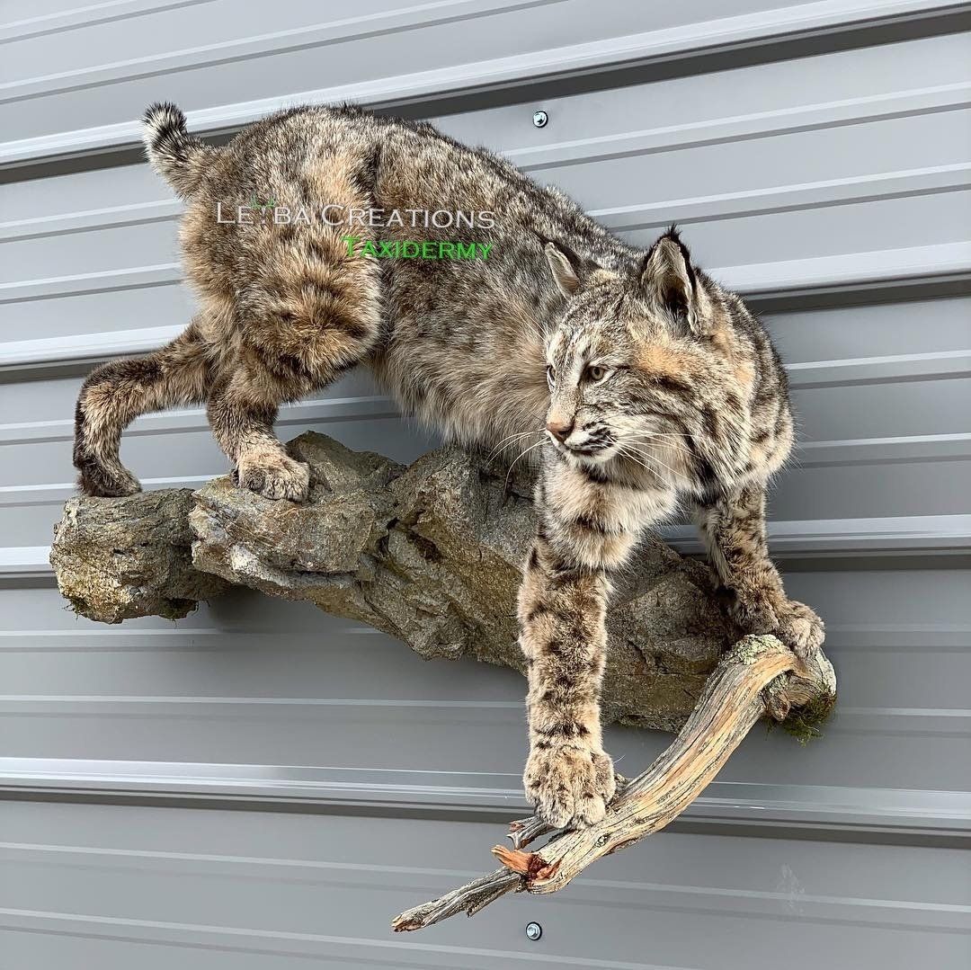 A stuffed bobcat is sitting on a tree branch.