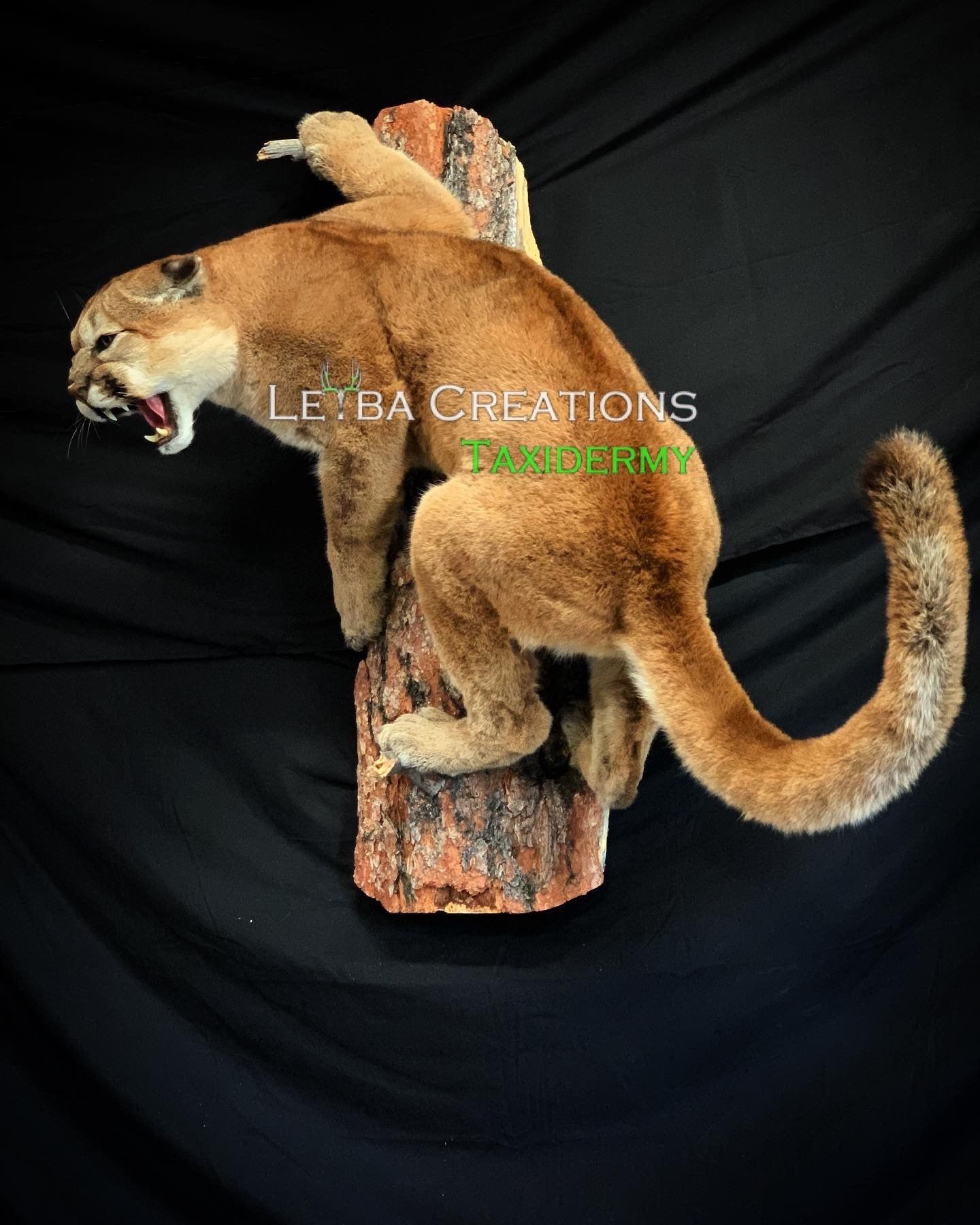 A stuffed mountain lion is sitting on a tree stump.
