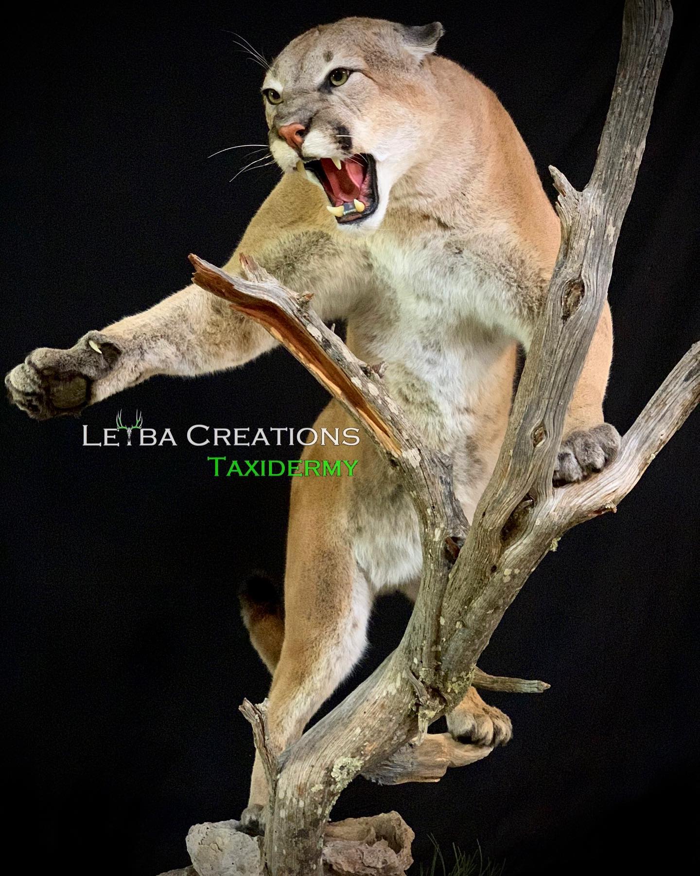 A stuffed mountain lion is standing on a tree branch with its mouth open.