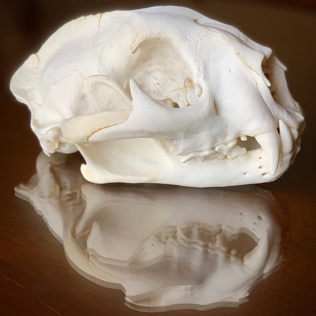 A close up of a skull on a table