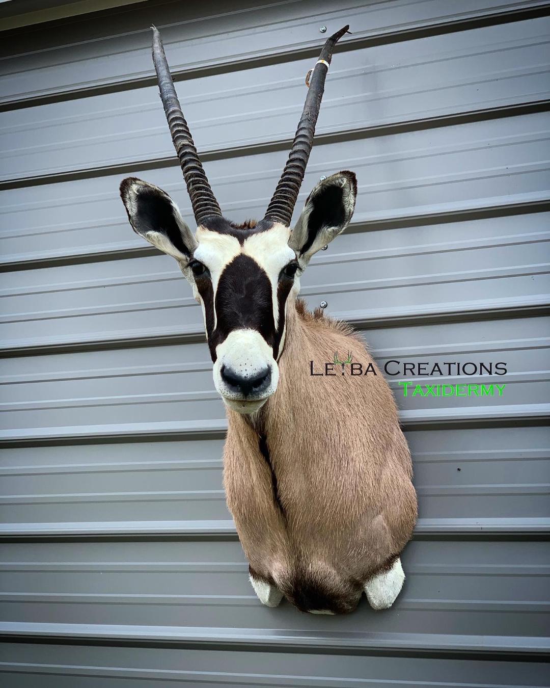 A stuffed antelope head is hanging on a wall.