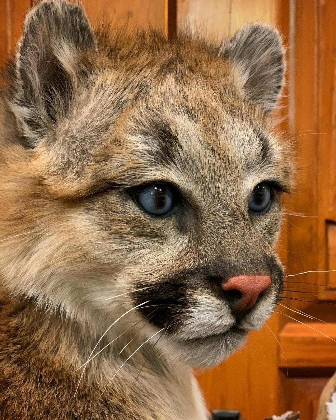 A close up of a mountain lion cub with blue eyes looking at the camera.