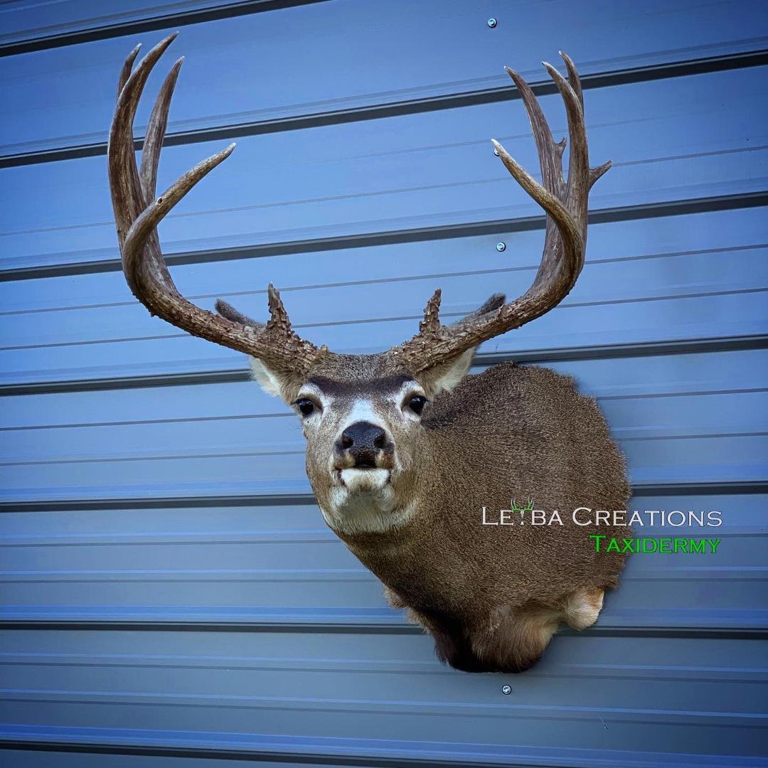 A deer head is hanging on a blue wall.