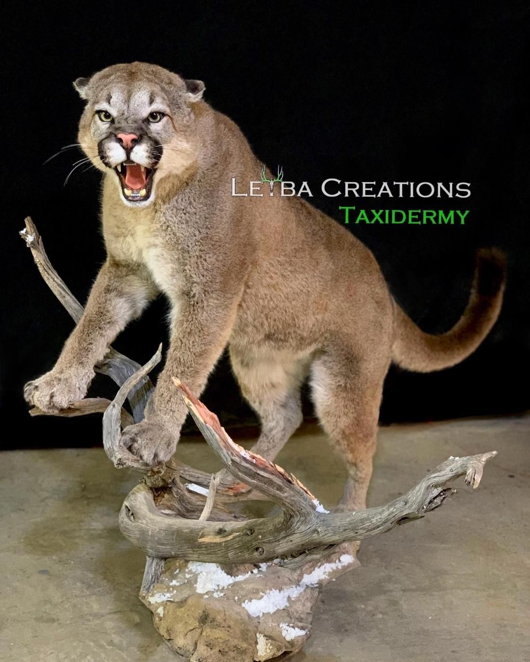 A stuffed mountain lion is standing on a rock with its mouth open.