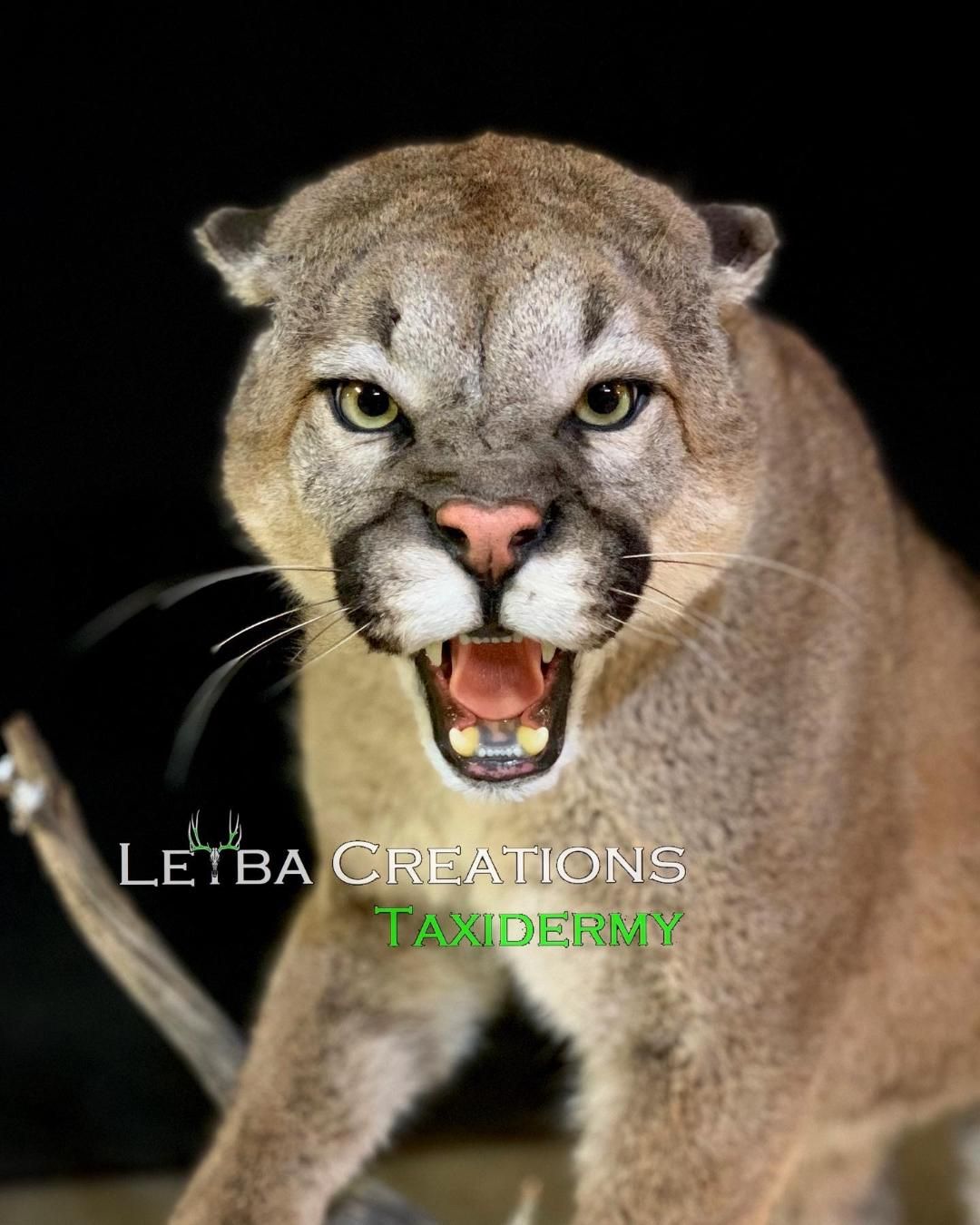A close up of a mountain lion with its mouth open.