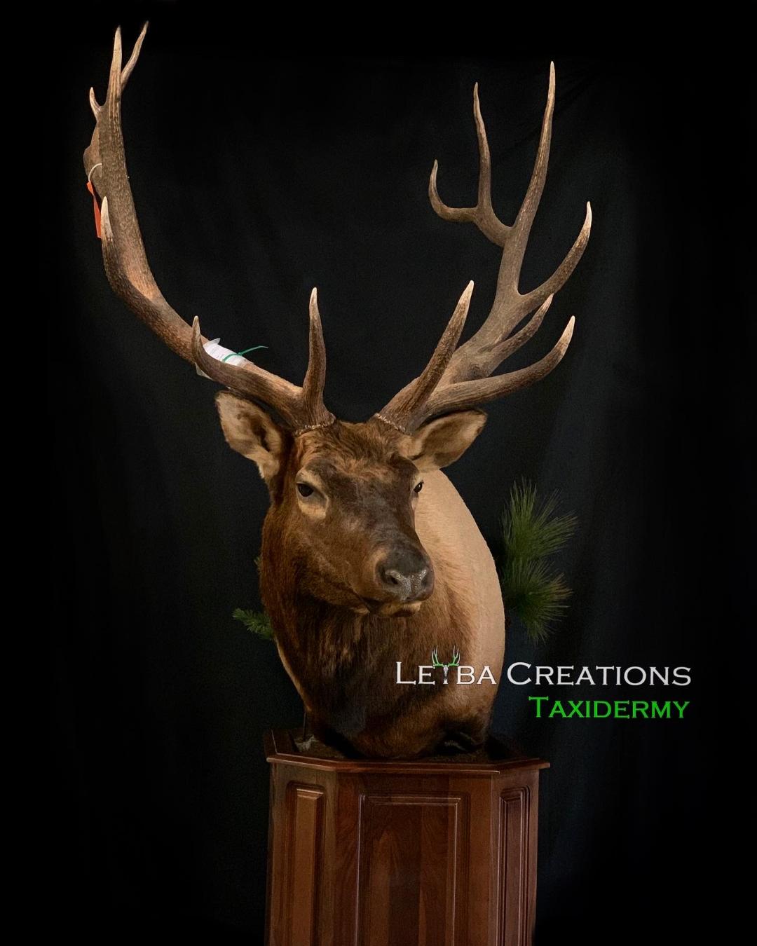 A stuffed elk head is sitting on top of a wooden pedestal.