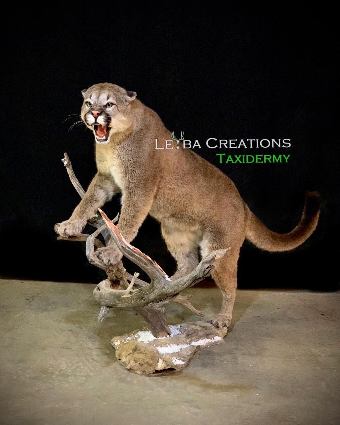 A stuffed mountain lion is standing on a tree branch.