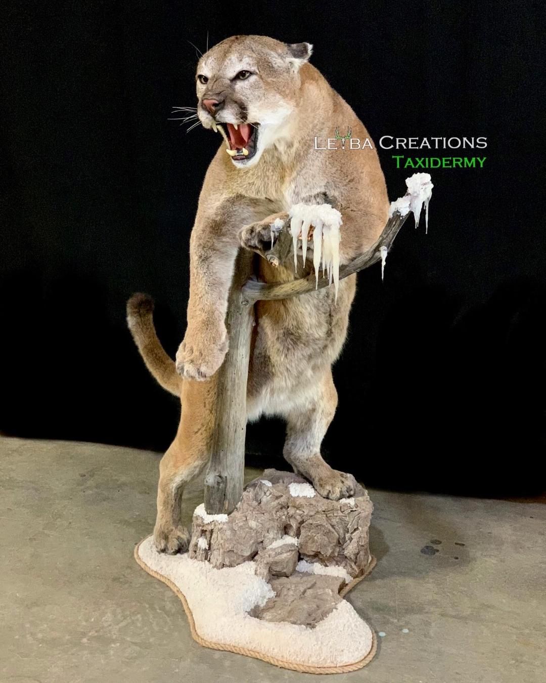 A stuffed mountain lion is standing on a rock with its mouth open.