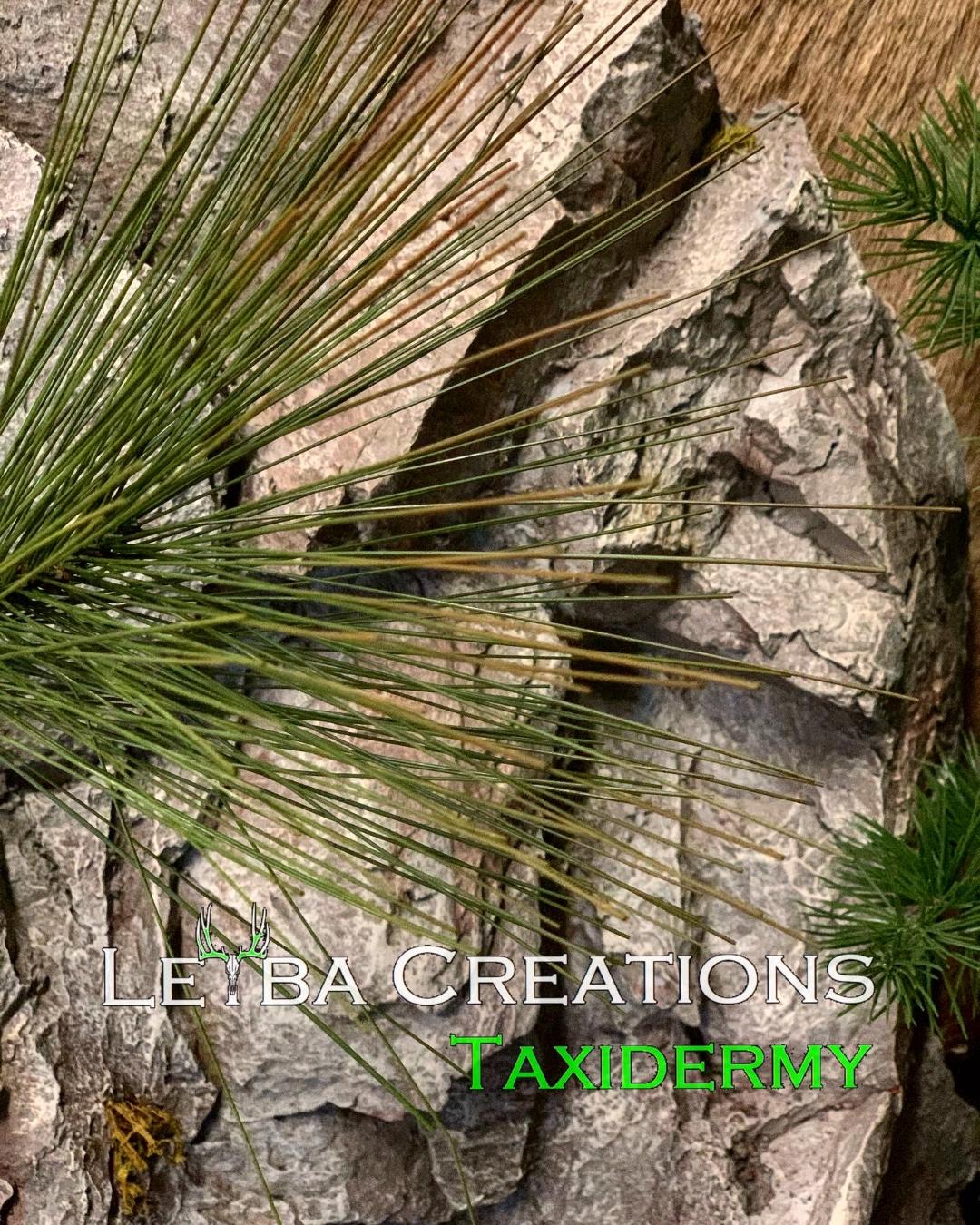A close up of a pine tree growing on a rock.