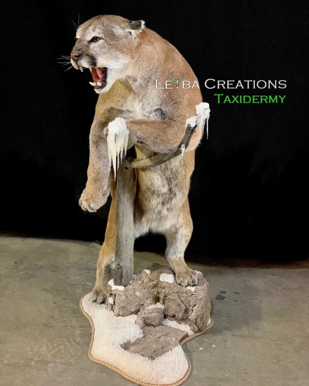 A stuffed mountain lion is standing on a rock with its mouth open.