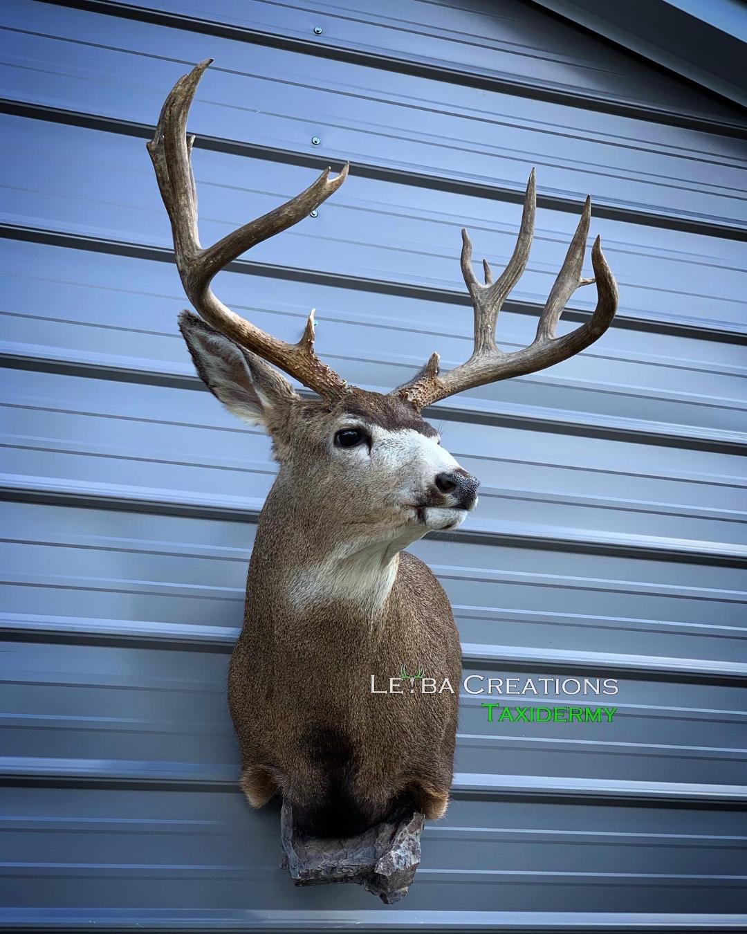 A deer head is mounted on the side of a building.
