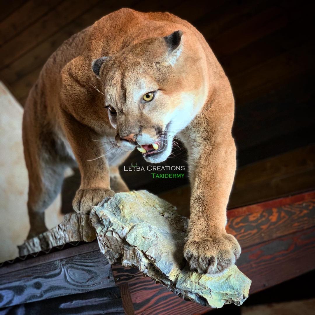 A stuffed mountain lion is standing on a rock