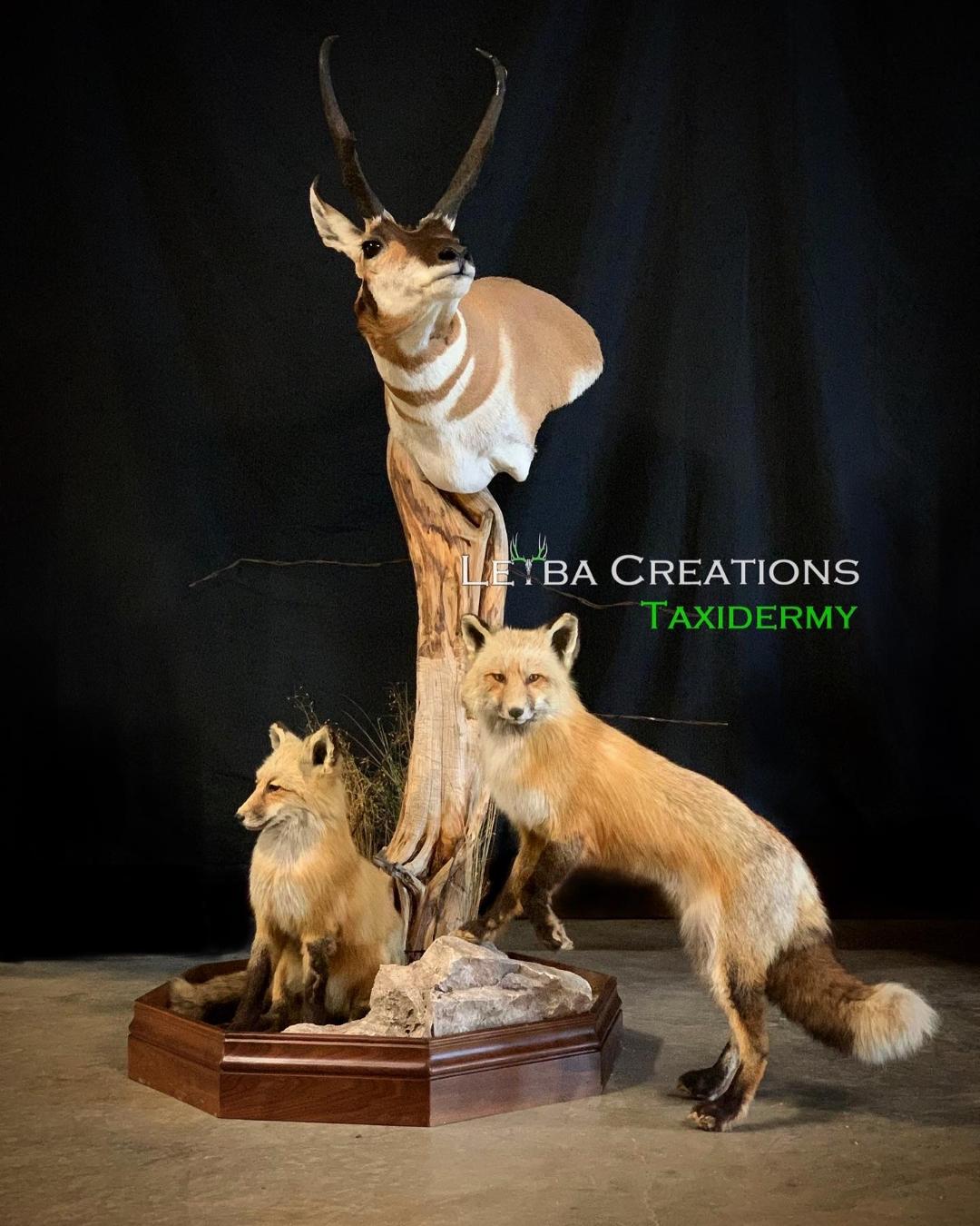 A stuffed antelope and two stuffed foxes are on display.