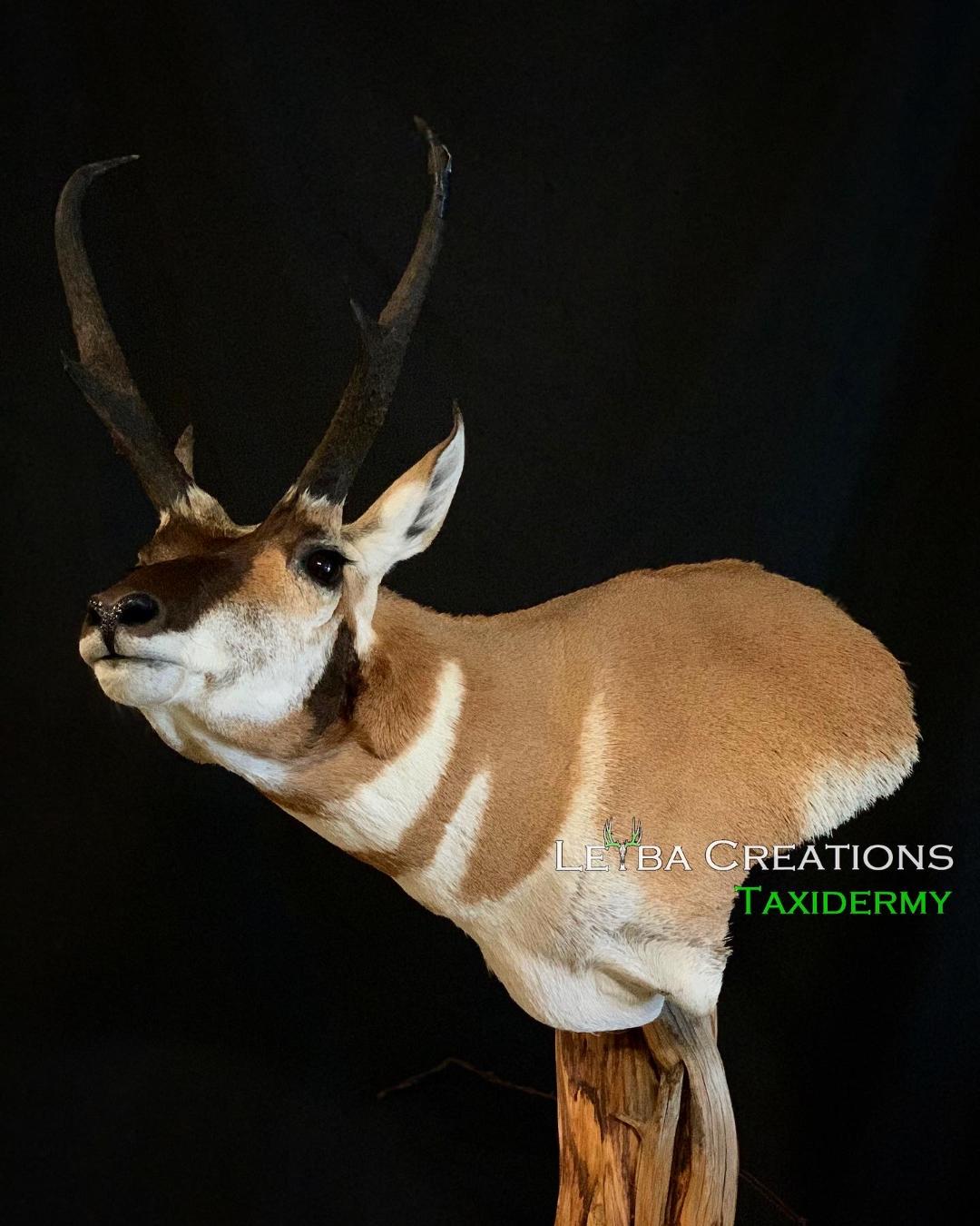 A stuffed antelope head is sitting on top of a tree stump.