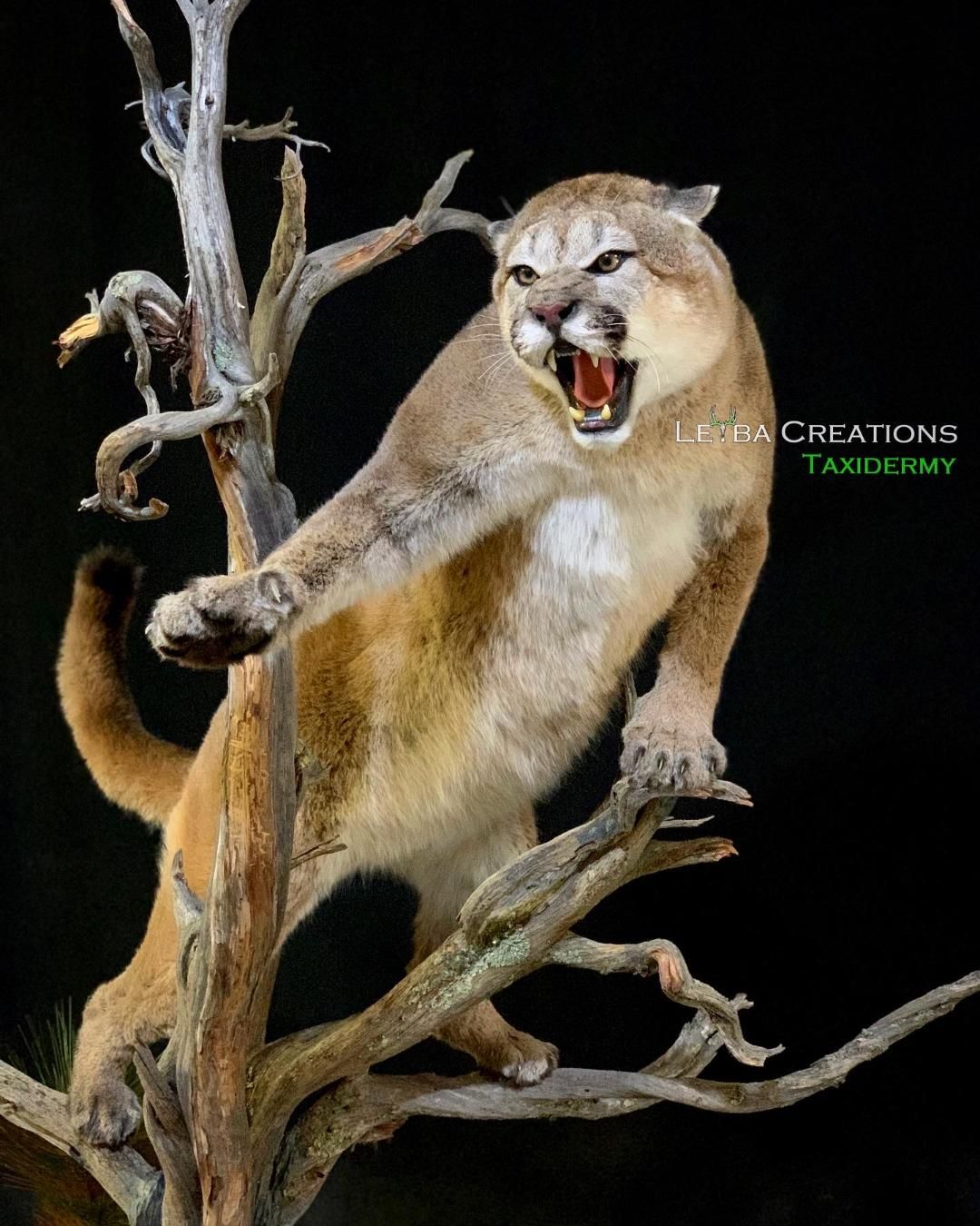 A stuffed mountain lion is standing on a tree branch.