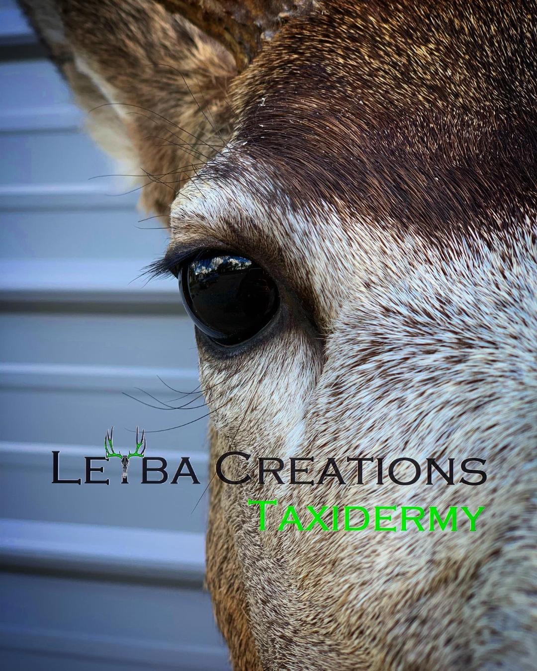 A close up of a giraffe 's eye against a white wall.