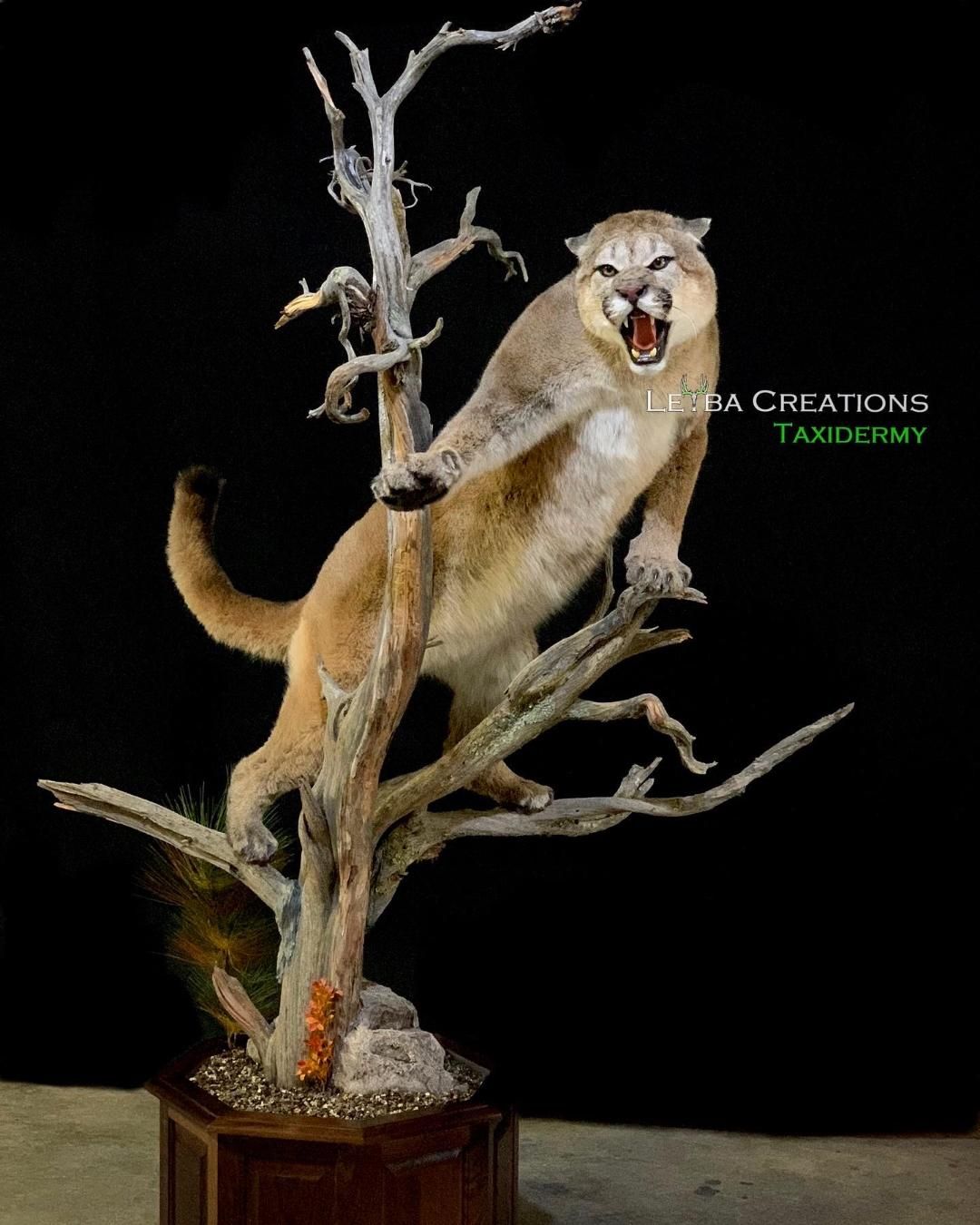 A stuffed mountain lion is standing on a tree branch.