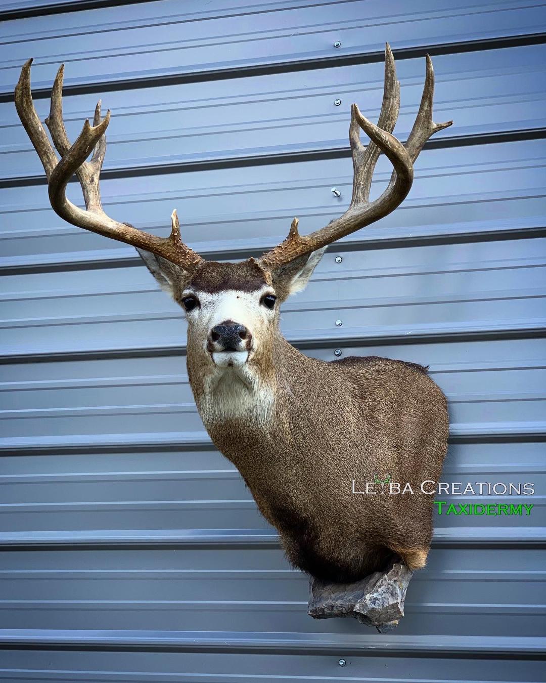 A deer head is hanging on a metal wall.