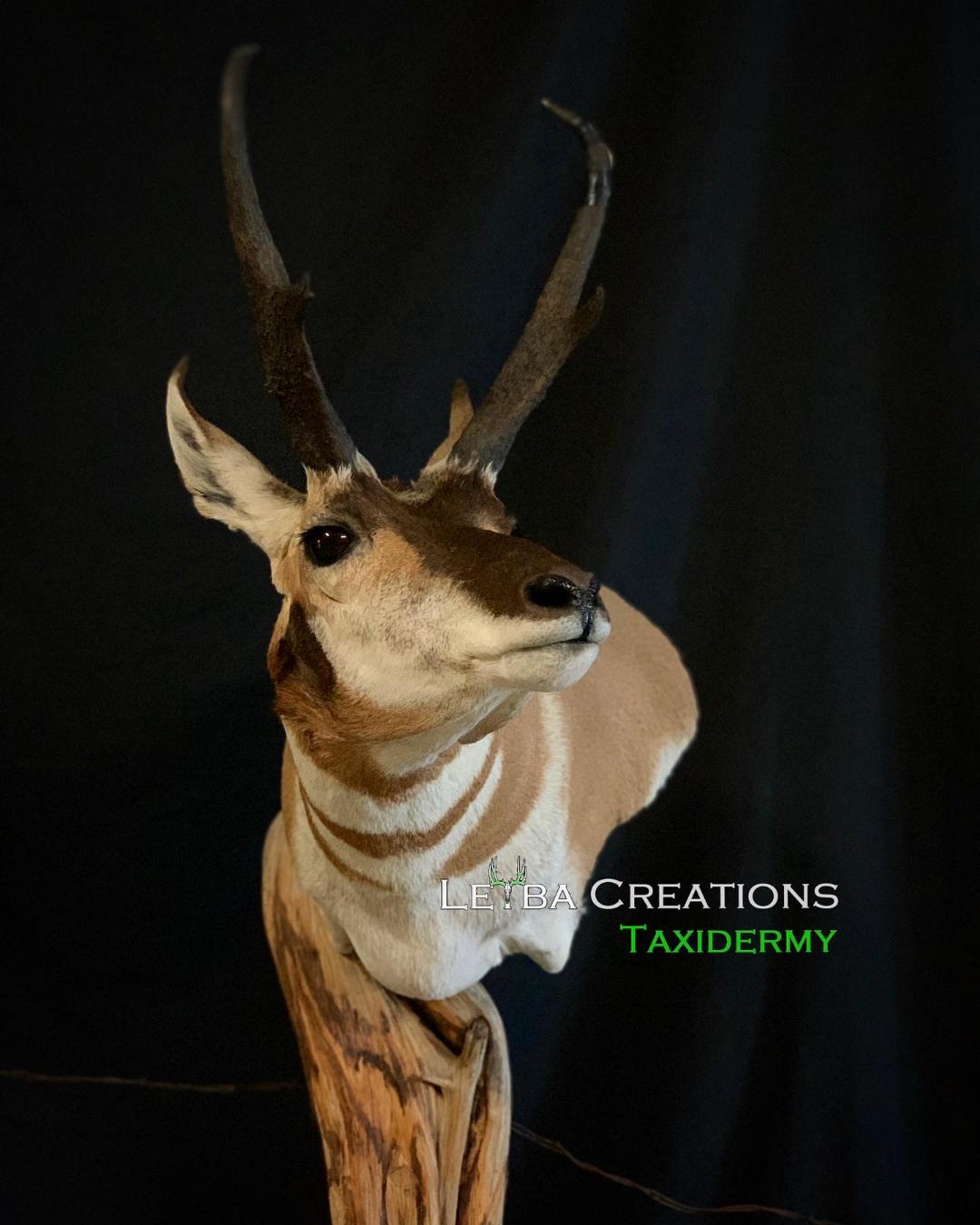 A close up of a deer head on a black background.