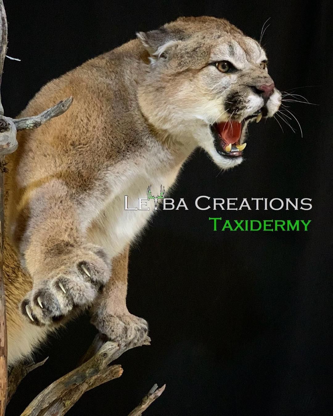 A taxidermy of a mountain lion with its mouth open
