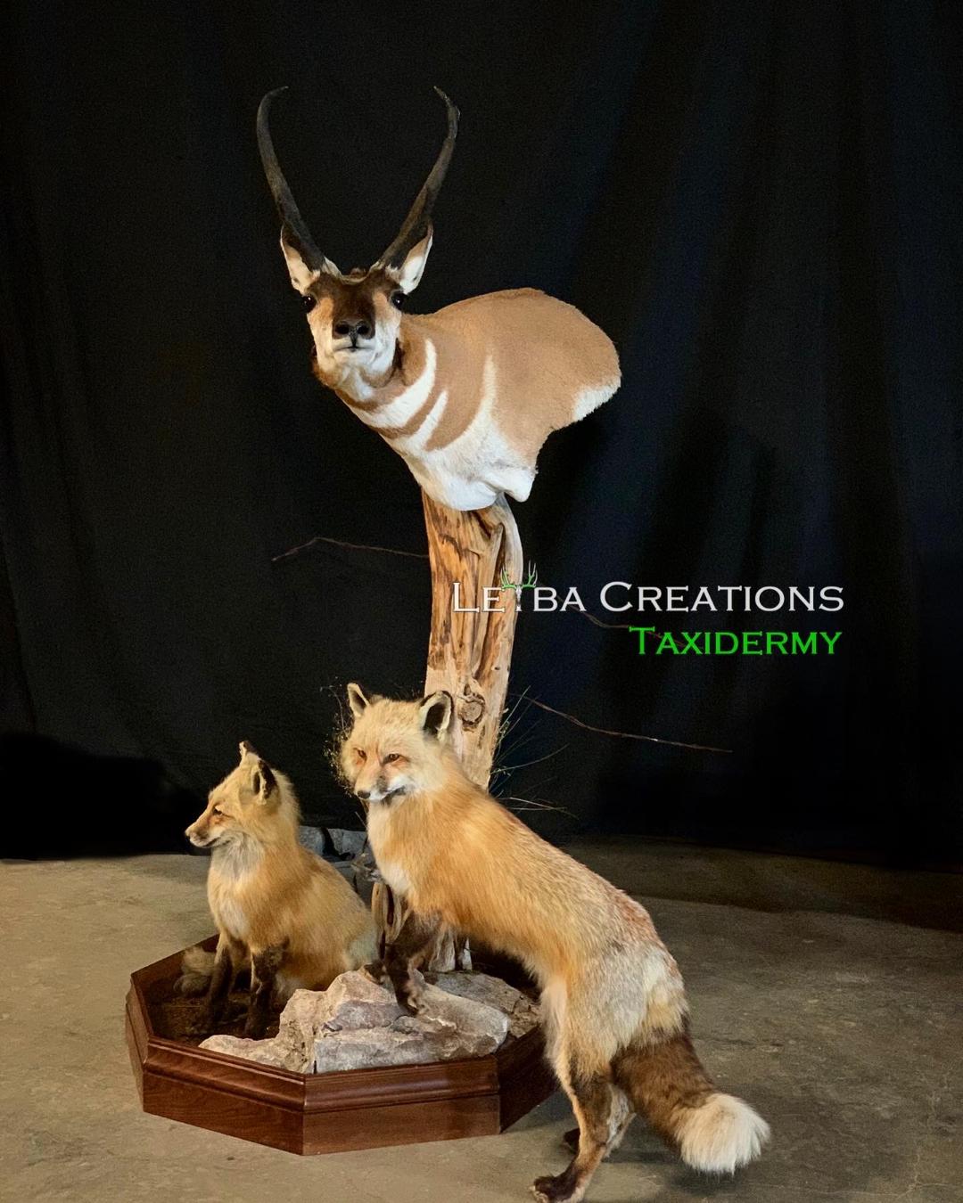 A taxidermy of an antelope and two red foxes