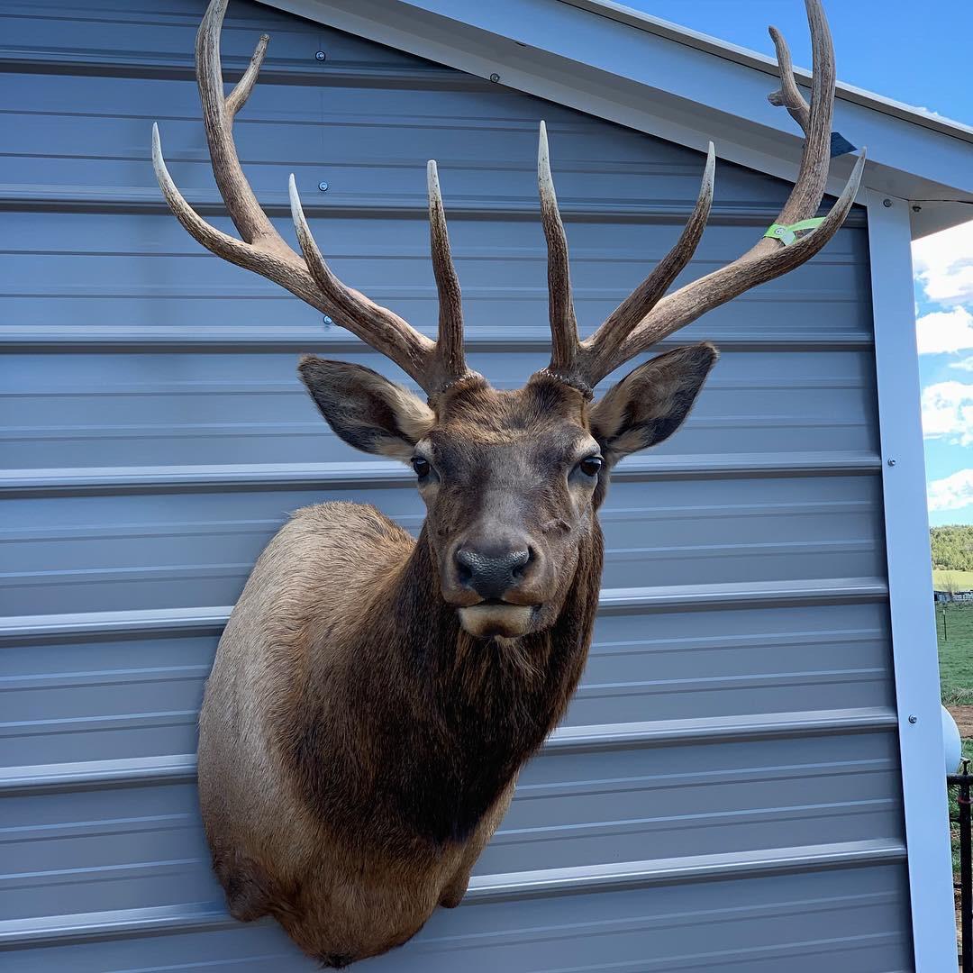 A deer 's head is mounted on the side of a building