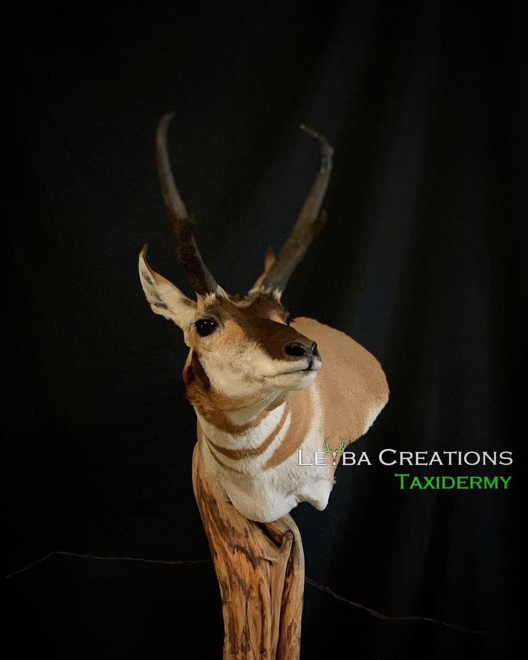 A deer head is sitting on top of a tree branch.