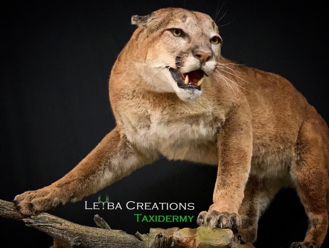 A stuffed mountain lion is standing on a tree branch with its mouth open.