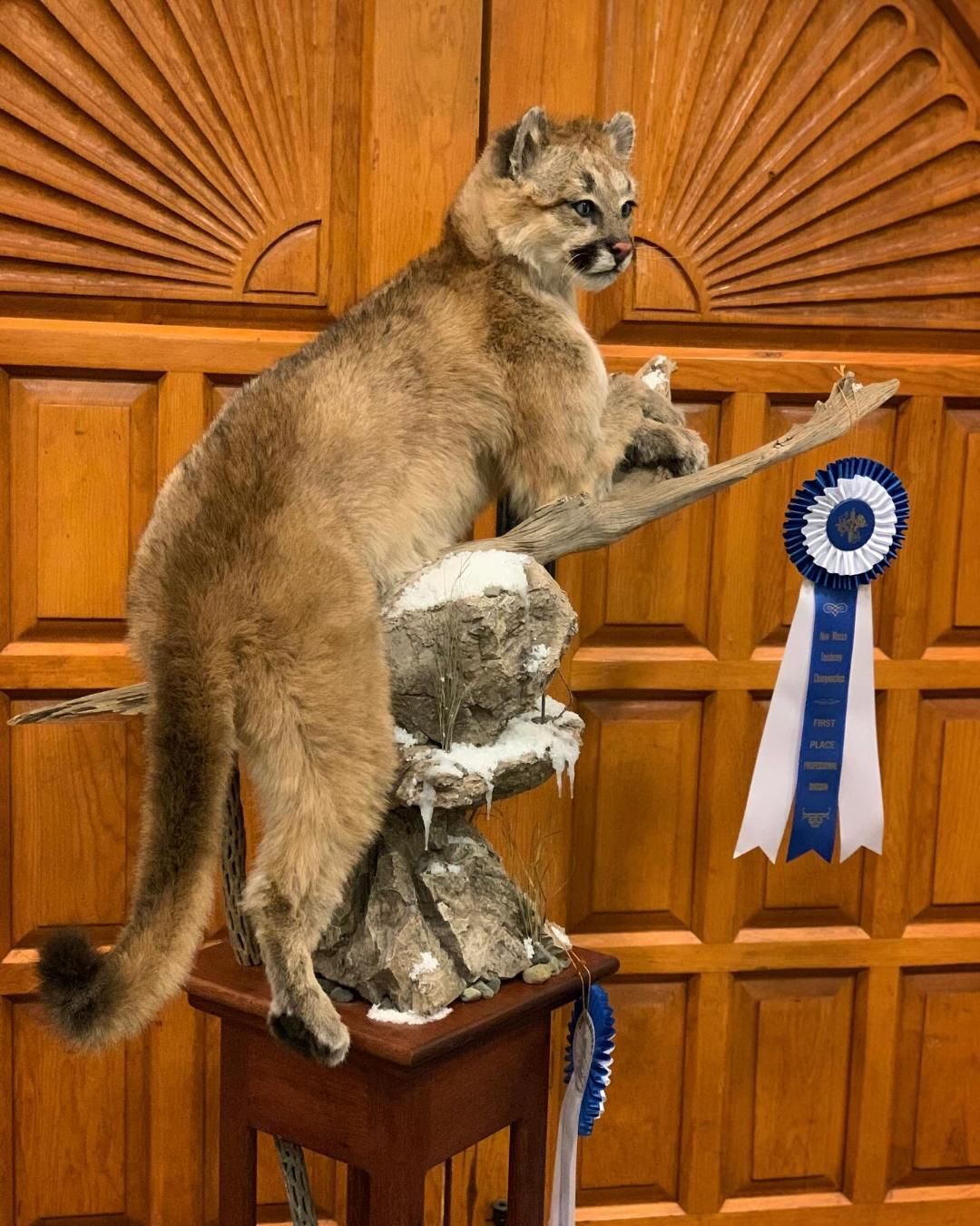A stuffed mountain lion is sitting on a rock next to a blue ribbon.