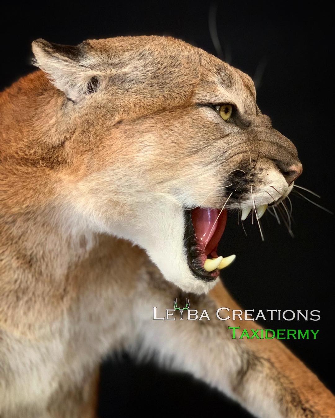 A close up of a stuffed mountain lion with its mouth open.