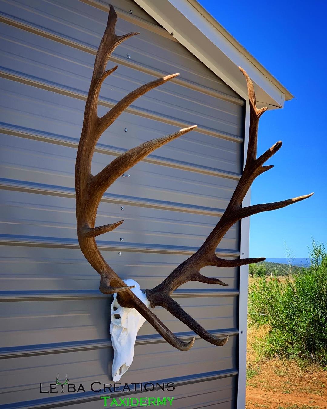 A deer skull is hanging on the side of a building