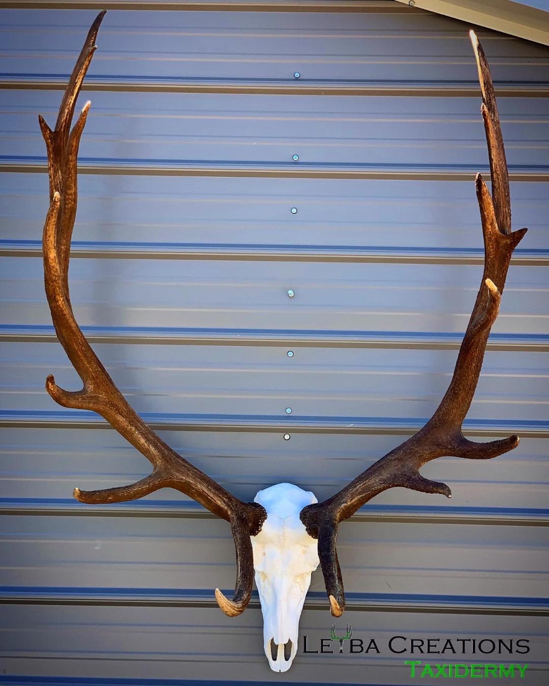 A deer skull with antlers is hanging on a wall.