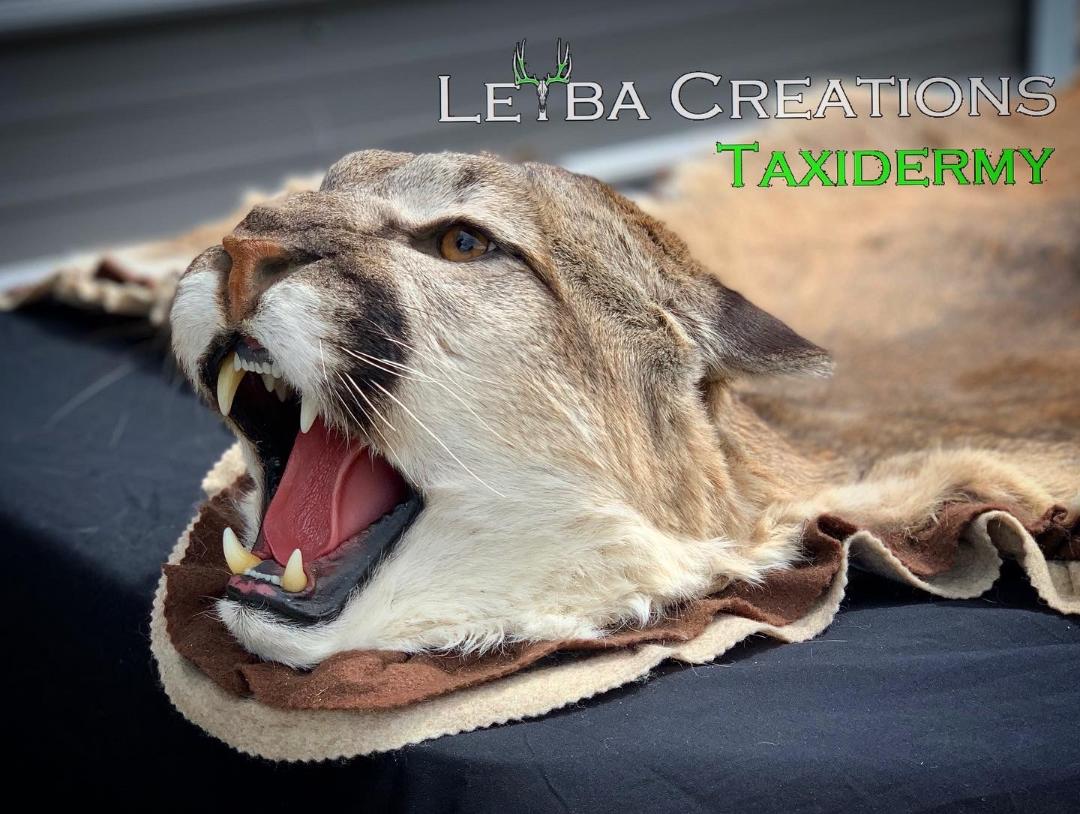 A taxidermy of a mountain lion with its mouth open