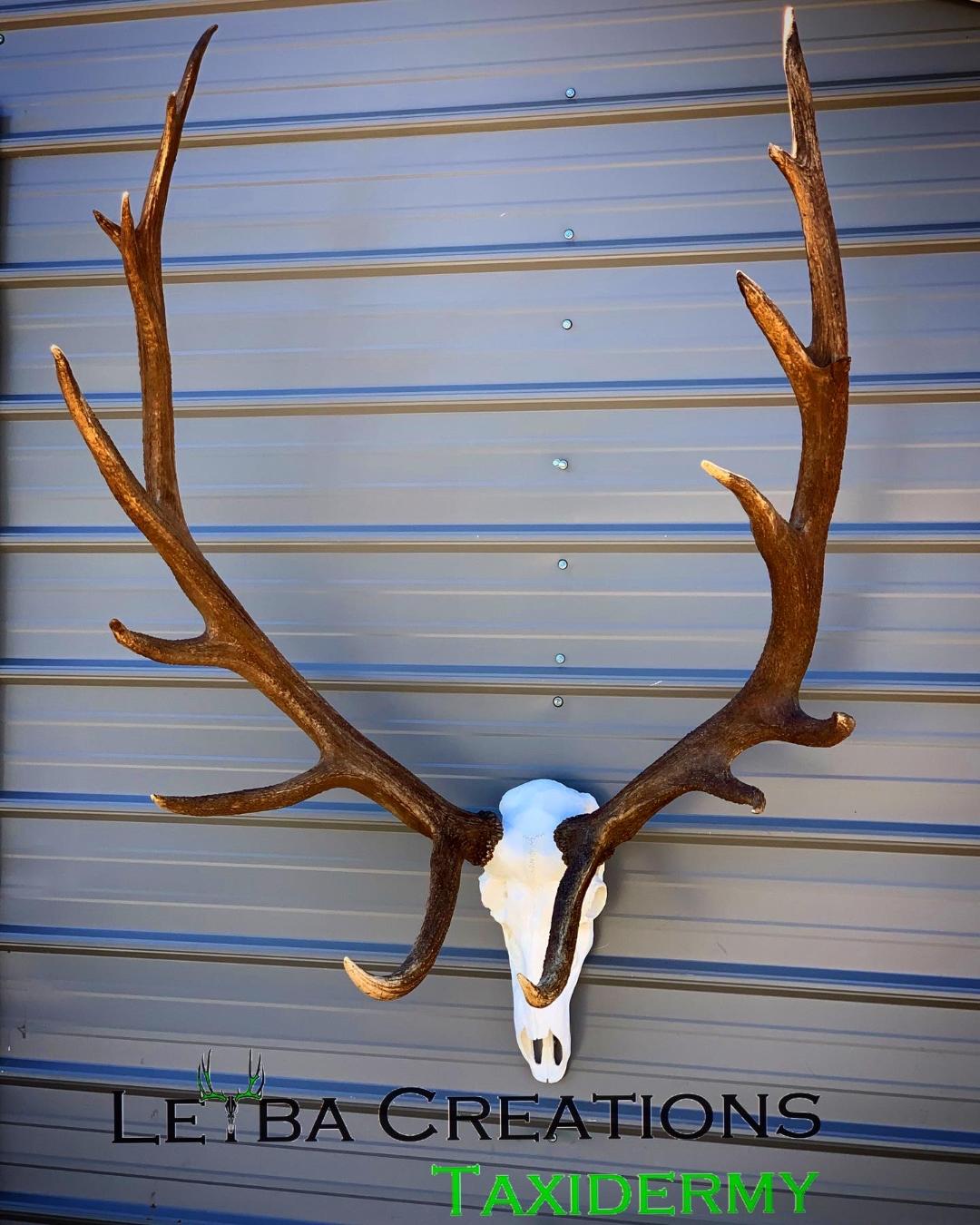 A deer skull is hanging on a metal wall by leba creations taxidermy