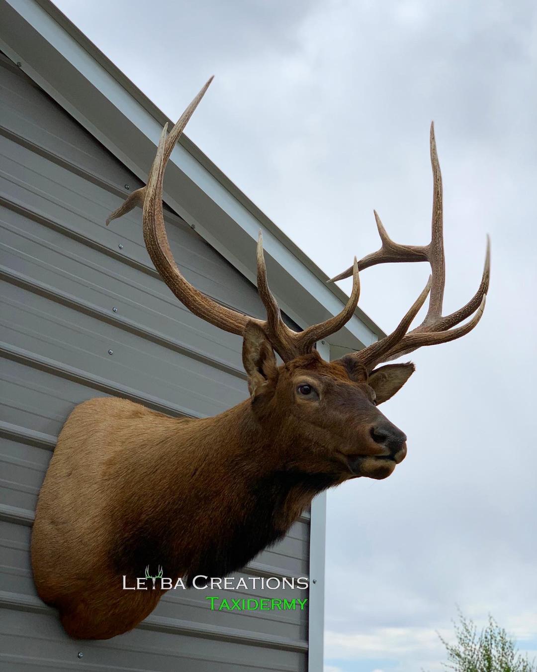 A deer head is mounted on the side of a house
