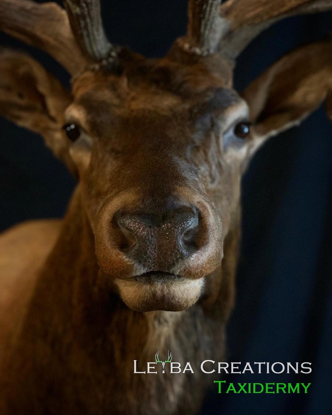 A close up of a deer head with taxidermy written on the bottom