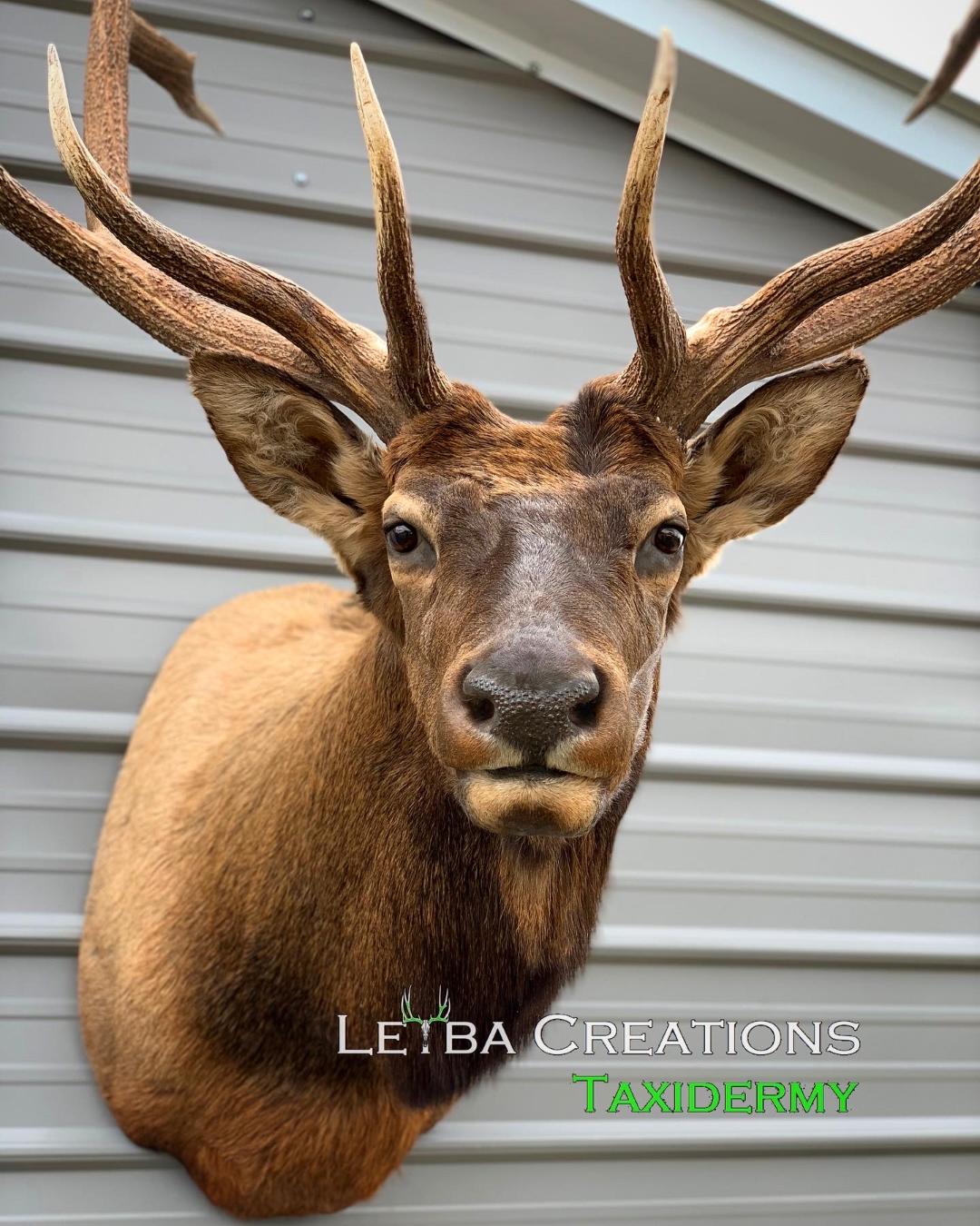 A deer head is hanging on a metal wall.
