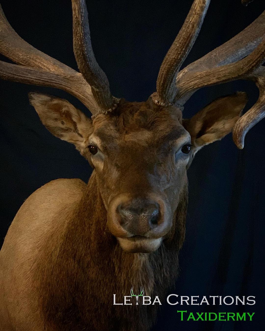 A close up of a deer head with taxidermy written on the bottom