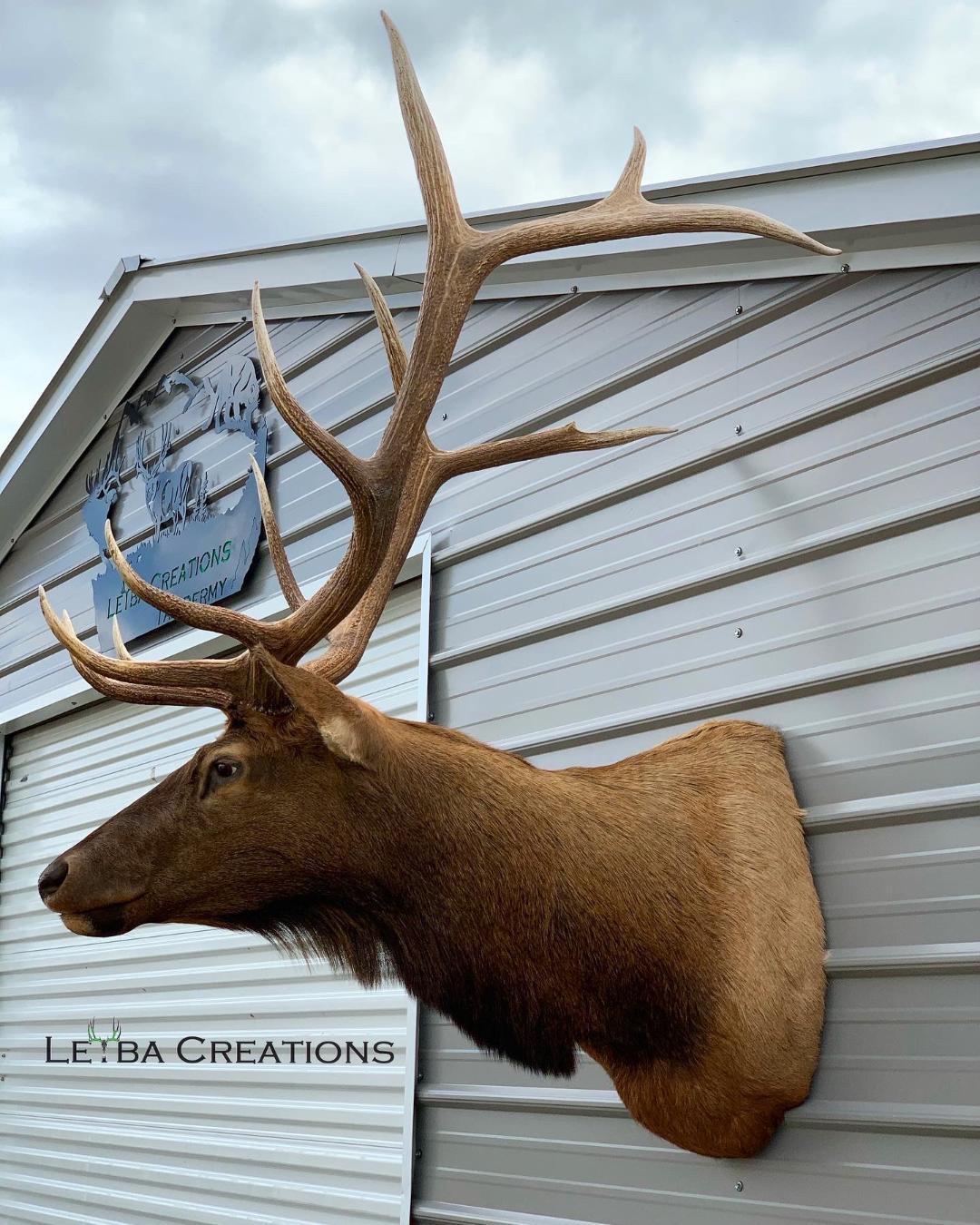 A deer head is hanging on the side of a building.