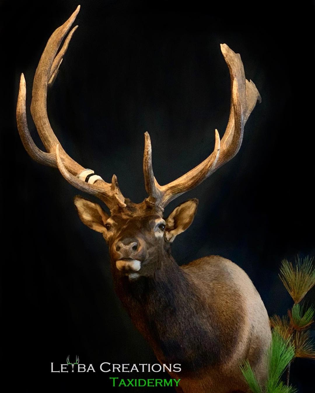 A close up of a deer with antlers on a black background