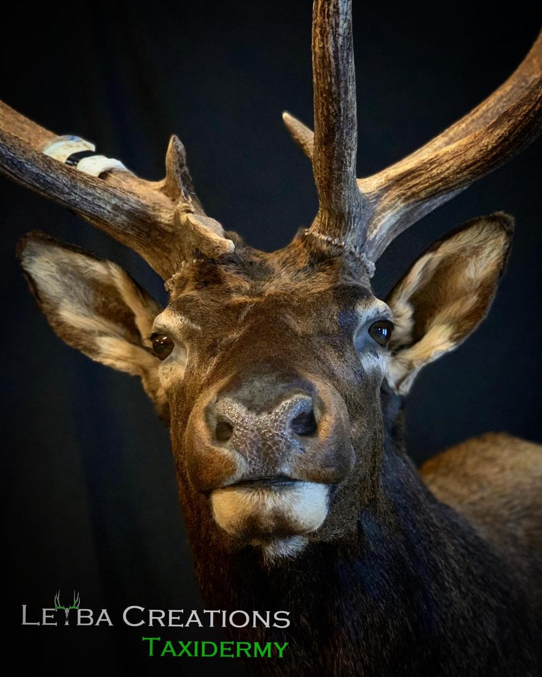 A close up of a deer 's head with antlers on a black background.