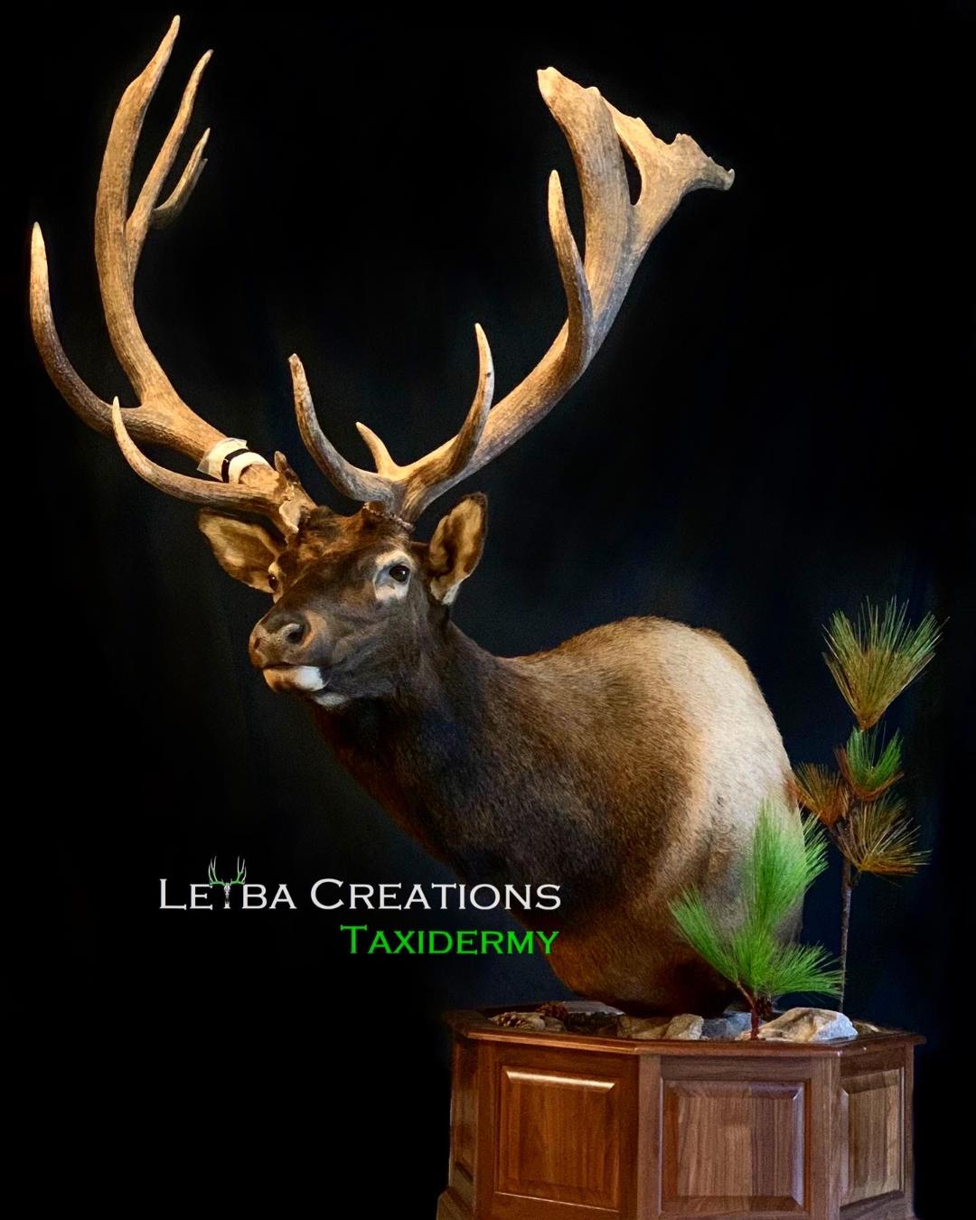 A taxidermy of an elk is on display in a wooden box
