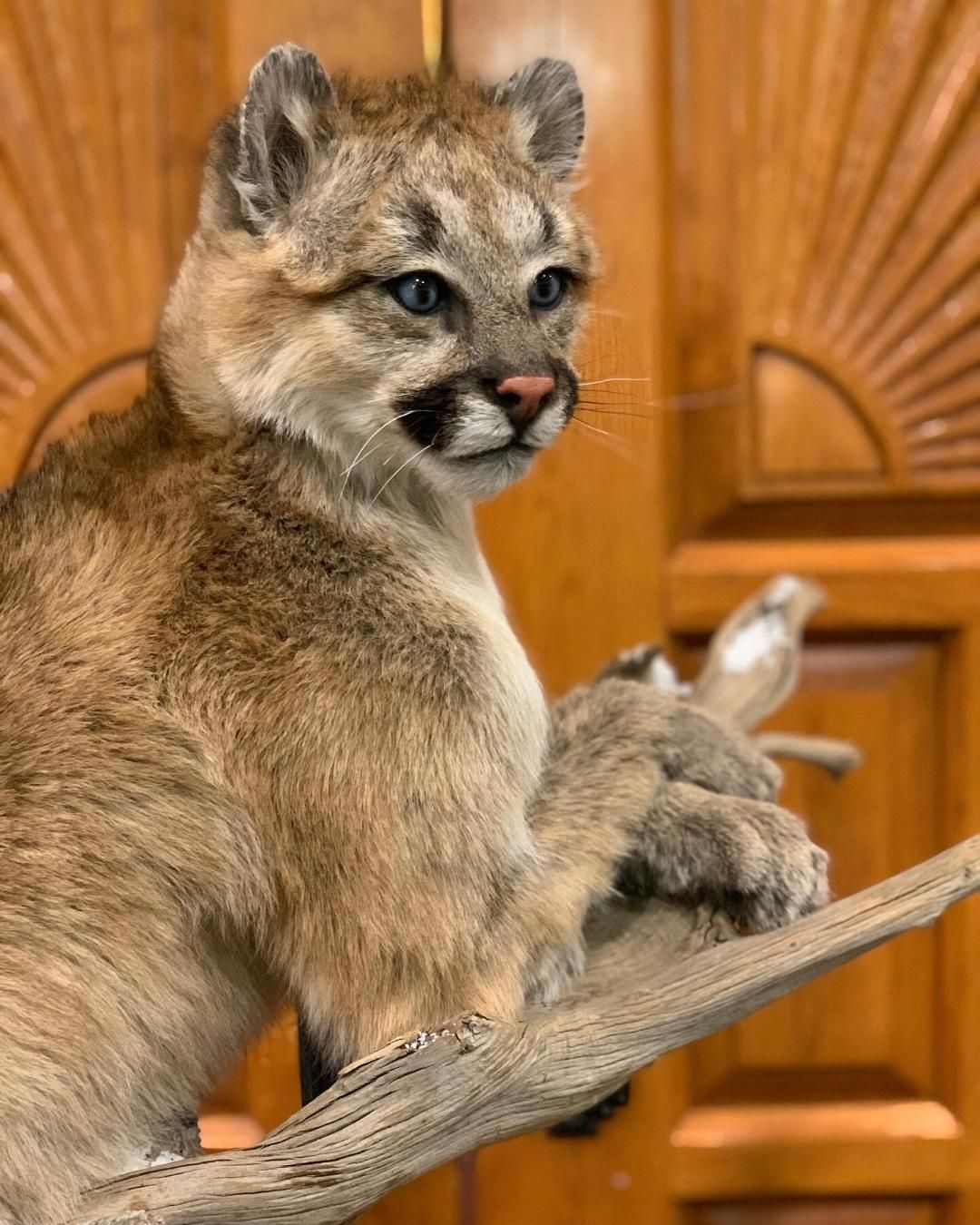 A stuffed mountain lion is sitting on a branch in front of a wooden door.