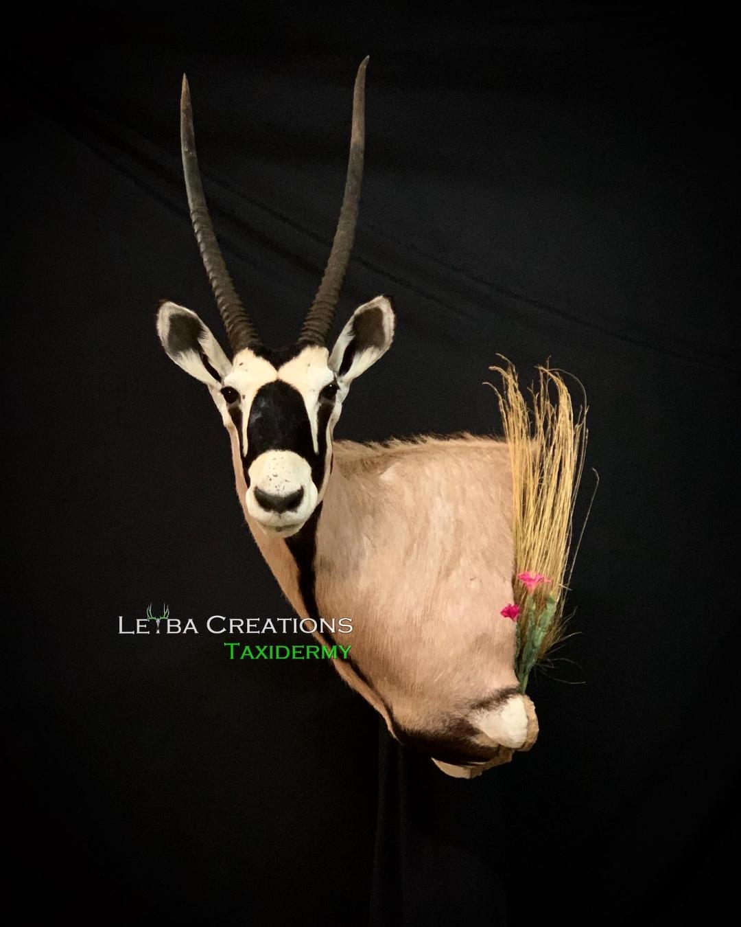 A close up of a deer head with horns on a black background.