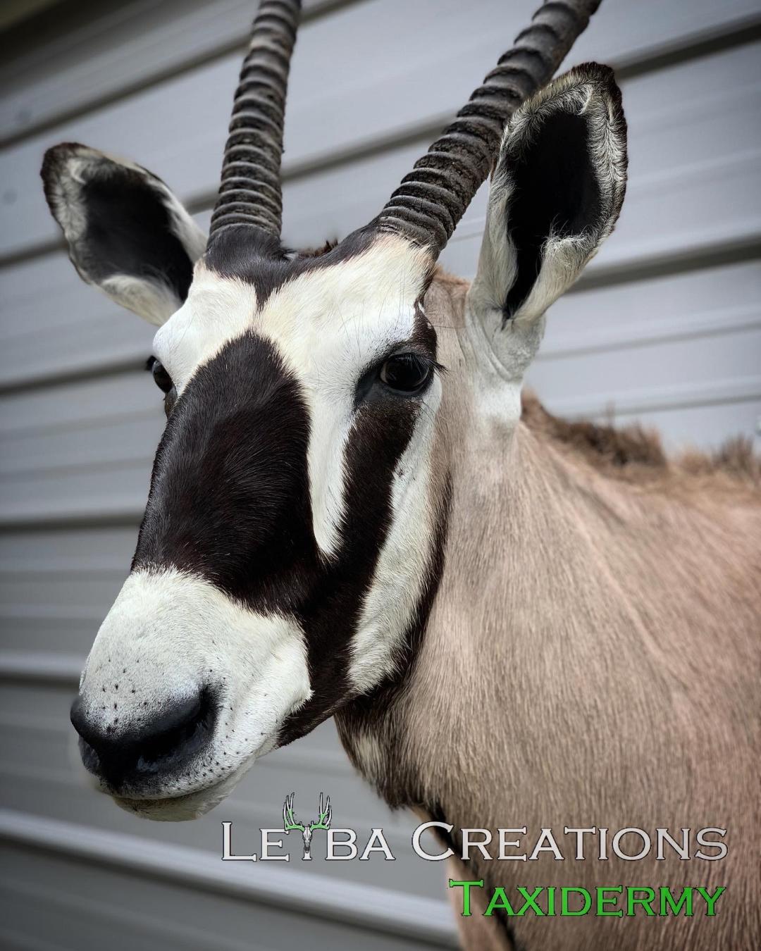 A black and white antelope with long horns is standing in front of a building.