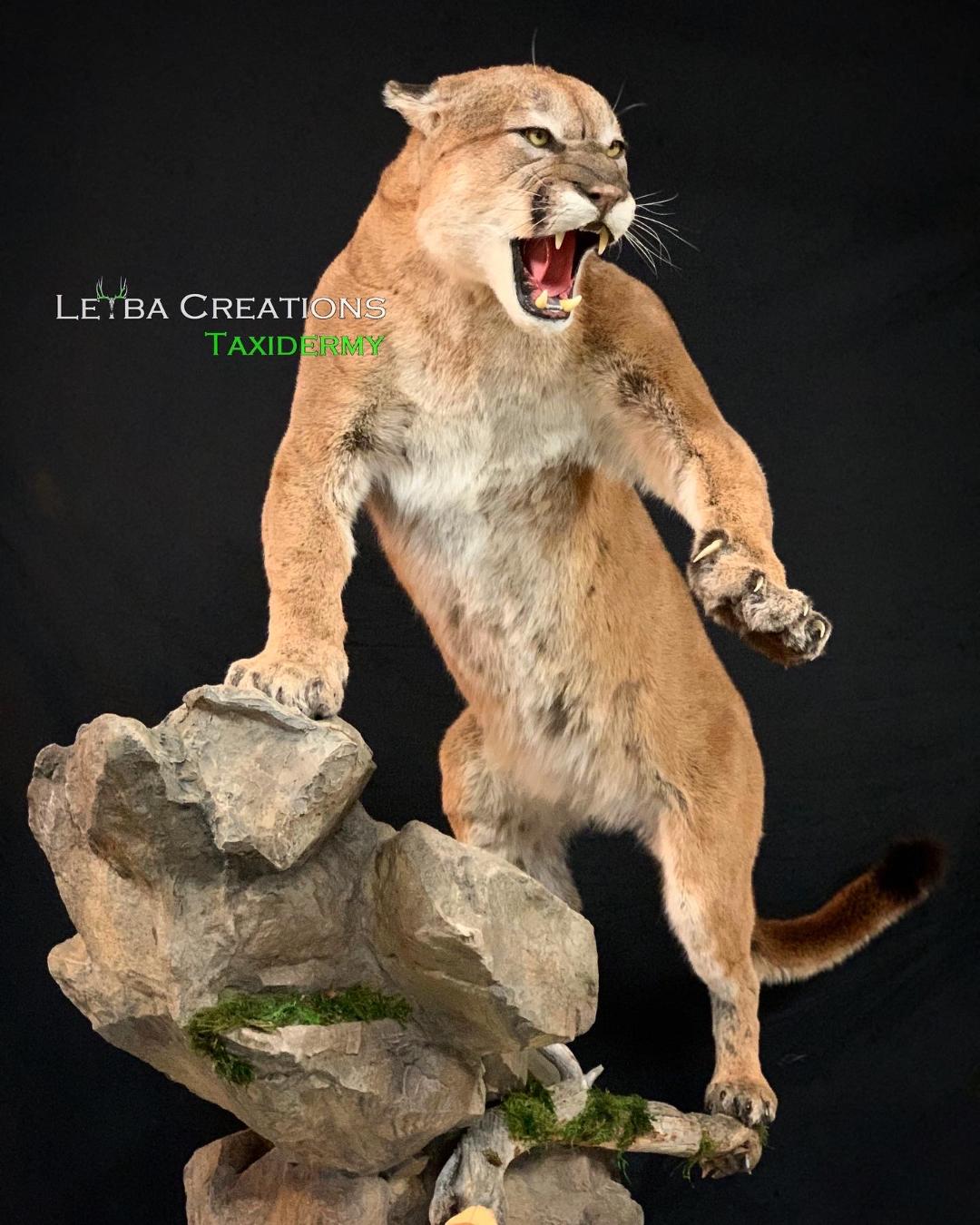 A stuffed mountain lion is standing on top of a rock.