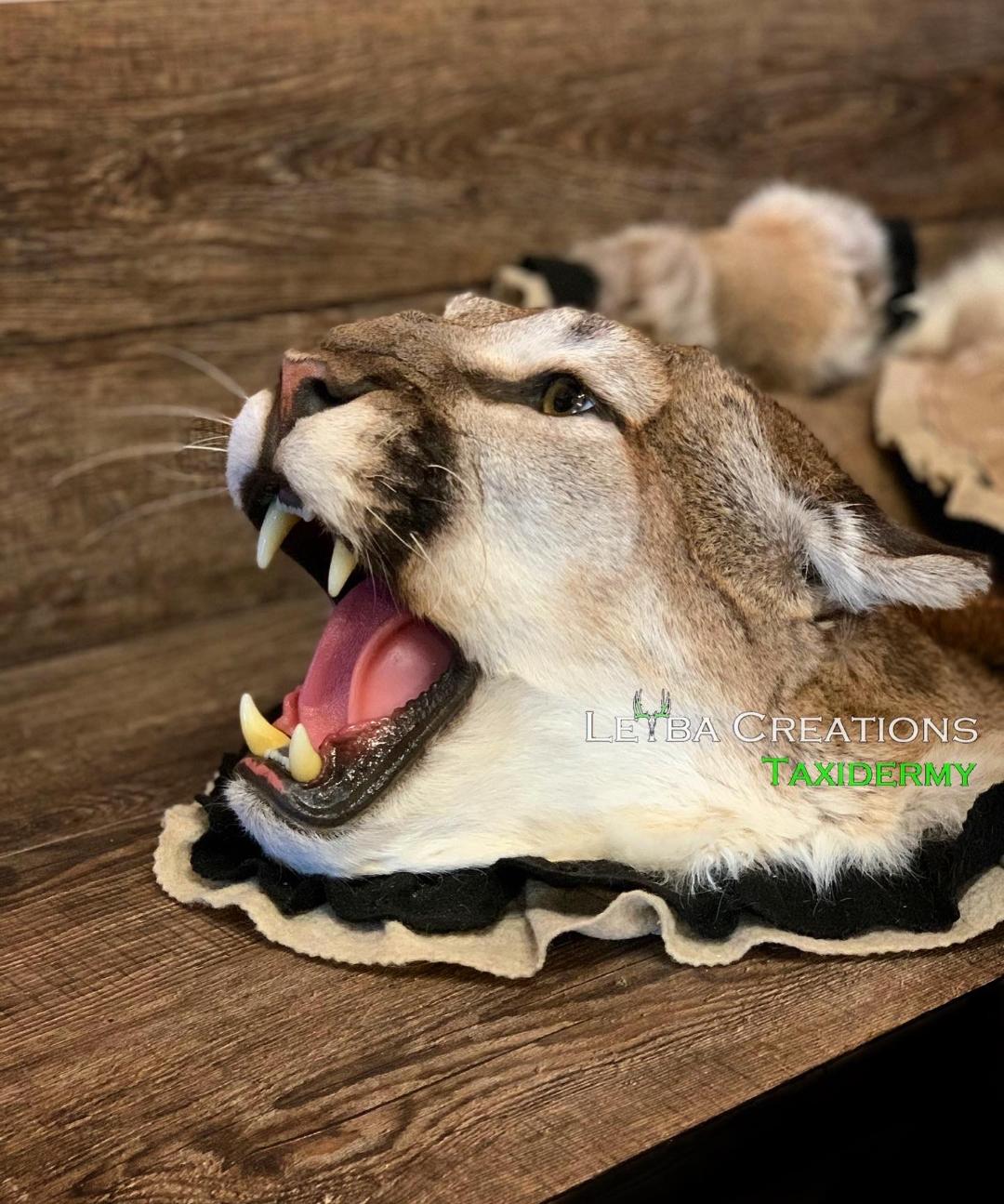A close up of a mountain lion 's head with its mouth open on a wooden table.