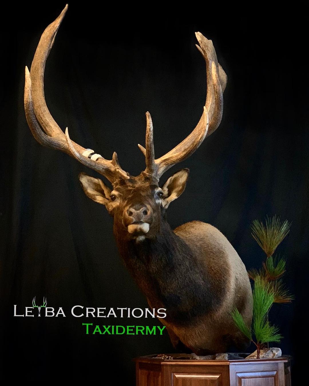 A taxidermy mount of an elk with a black background