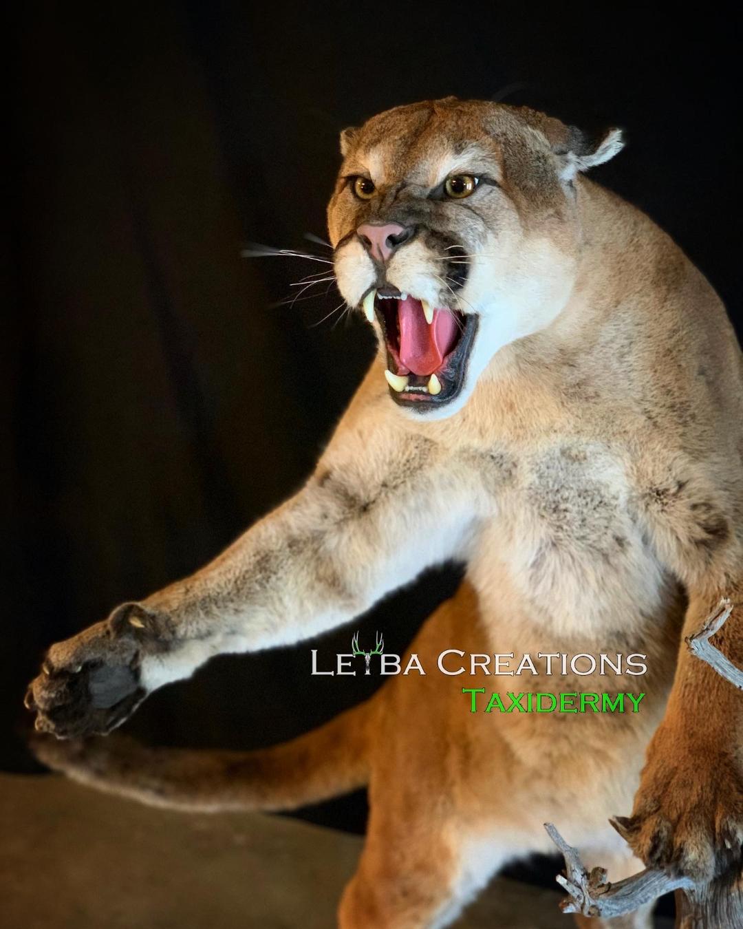 A stuffed mountain lion with its mouth open and its tongue hanging out.